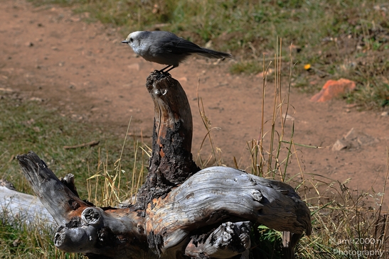 Canada_Jay_Gray_Jay_perched_at_Maroon_Bells_Aspen_Colorado_Birds_Photography_Western_USA_Nature_Photography_Canon_EOS_R5_Mark_II_2025_013.JPG