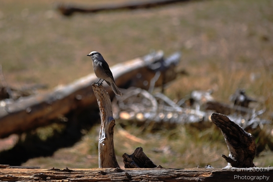 Canada_Jay_Gray_Jay_perched_at_Maroon_Bells_Aspen_Colorado_Birds_Photography_Western_USA_Nature_Photography_Canon_EOS_R5_Mark_II_2025_014.JPG