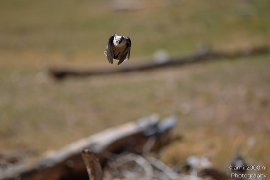 Canada_Jay_Gray_Jay_perched_at_Maroon_Bells_Aspen_Colorado_Birds_Photography_Western_USA_Nature_Photography_Canon_EOS_R5_Mark_II_2025_015.JPG