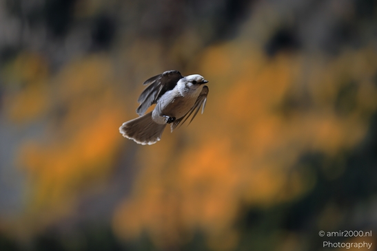 Canada_Jay_Gray_Jay_perched_at_Maroon_Bells_Aspen_Colorado_Birds_Photography_Western_USA_Nature_Photography_Canon_EOS_R5_Mark_II_2025_016.JPG