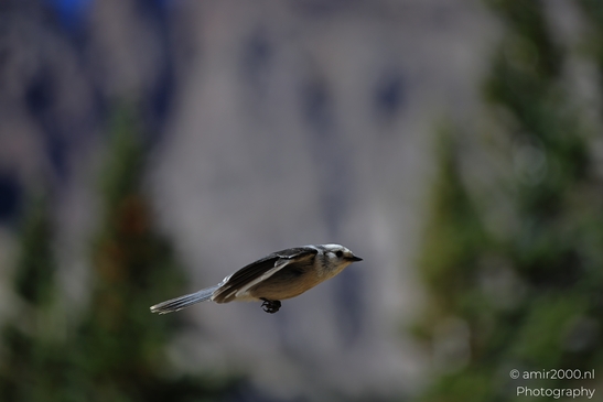 Canada_Jay_Gray_Jay_perched_at_Maroon_Bells_Aspen_Colorado_Birds_Photography_Western_USA_Nature_Photography_Canon_EOS_R5_Mark_II_2025_017.JPG