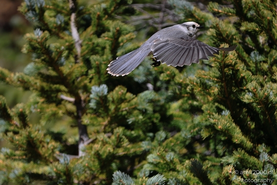 Canada_Jay_Gray_Jay_perched_at_Maroon_Bells_Aspen_Colorado_Birds_Photography_Western_USA_Nature_Photography_Canon_EOS_R5_Mark_II_2025_019.JPG