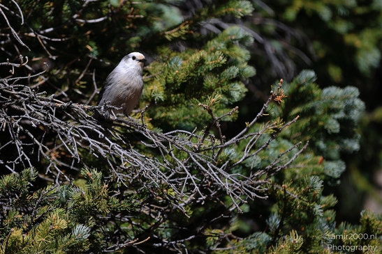 Canada_Jay_Gray_Jay_perched_at_Maroon_Bells_Aspen_Colorado_Birds_Photography_Western_USA_Nature_Photography_Canon_EOS_R5_Mark_II_2025_020.JPG