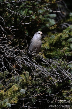 Canada_Jay_Gray_Jay_perched_at_Maroon_Bells_Aspen_Colorado_Birds_Photography_Western_USA_Nature_Photography_Canon_EOS_R5_Mark_II_2025_021.JPG