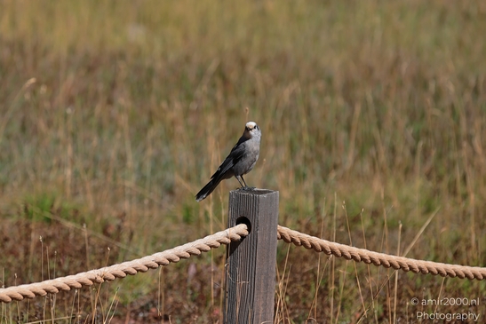 Canada_Jay_Gray_Jay_perched_at_Maroon_Bells_Aspen_Colorado_Birds_Photography_Western_USA_Nature_Photography_Canon_EOS_R5_Mark_II_2025_024.JPG
