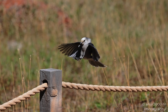 Canada_Jay_Gray_Jay_perched_at_Maroon_Bells_Aspen_Colorado_Birds_Photography_Western_USA_Nature_Photography_Canon_EOS_R5_Mark_II_2025_025.JPG