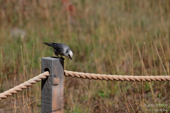 Canada_Jay_Gray_Jay_perched_at_Maroon_Bells_Aspen_Colorado_Birds_Photography_Western_USA_Nature_Photography_Canon_EOS_R5_Mark_II_2025_026.JPG