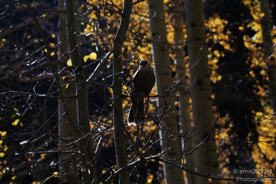 Canada_Jay_perched_in_autumn_aspen_Maroon_Bells_Aspen_Colorado_Birds_Photography_Western_USA_Nature_Photography_Canon_EOS_R5_Mark_II_2025_001.JPG