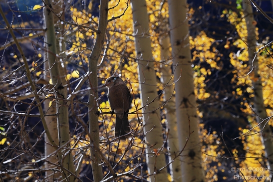 Canada_Jay_perched_in_autumn_aspen_Maroon_Bells_Aspen_Colorado_Birds_Photography_Western_USA_Nature_Photography_Canon_EOS_R5_Mark_II_2025_002.JPG