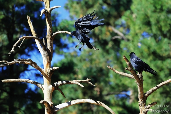 Common_Raven_In_Trees_Bearizona_Wildlife_Park_Arizona_Birds_Photography_Western_Usa_Nature_Photography_Canon_EOS_R5_Mark_II_2025_001.JPG