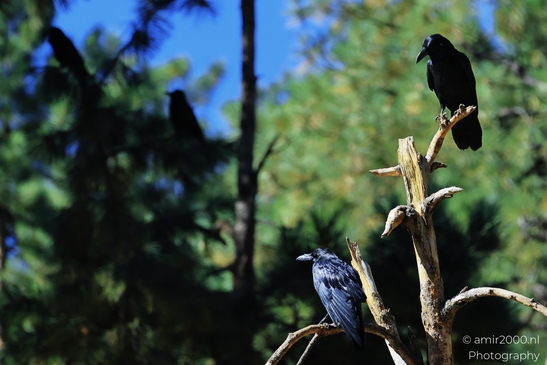 Common_Raven_In_Trees_Bearizona_Wildlife_Park_Arizona_Birds_Photography_Western_Usa_Nature_Photography_Canon_EOS_R5_Mark_II_2025_002.JPG