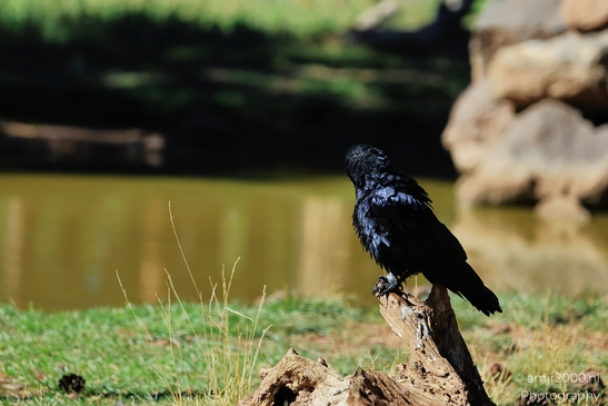 Common_Raven_In_Trees_Bearizona_Wildlife_Park_Arizona_Birds_Photography_Western_Usa_Nature_Photography_Canon_EOS_R5_Mark_II_2025_003.JPG