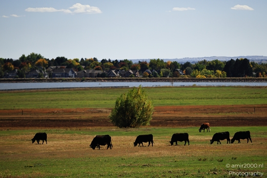Cows_Grazing_In_A_Field_Near_Water_Animal_Photography_Western_USA_Nature_Photography_Canon_EOS_R5_Mark_II_2025_001.JPG