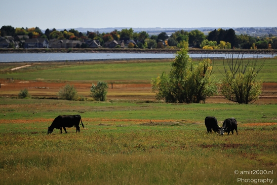 Cows_Grazing_In_A_Field_Near_Water_Animal_Photography_Western_USA_Nature_Photography_Canon_EOS_R5_Mark_II_2025_002.JPG