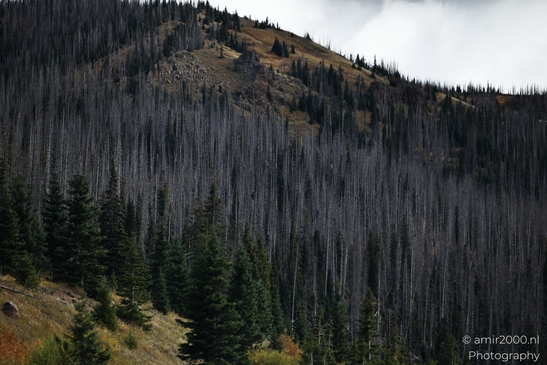 Crossing_Rio_Grande_National_Forest_on_the_way_Colorado_USA_Western_USA_Nature_Photography_Canon_EOS_R5_Mark_II_2025_062.JPG