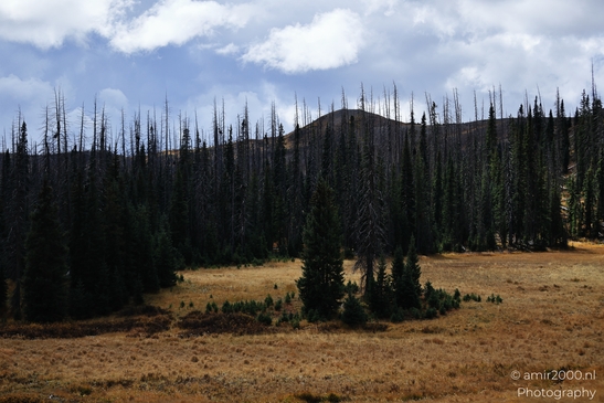 Crossing_Rio_Grande_National_Forest_on_the_way_Colorado_USA_Western_USA_Nature_Photography_Canon_EOS_R5_Mark_II_2025_065.JPG