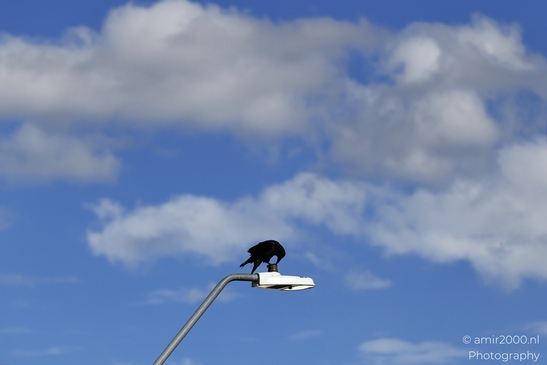 Crow_perched_on_streetlight_against_cumulus_clouds_Birds_Photography_Western_Usa_Nature_Photography_Canon_EOS_R5_Mark_II_2025_001.JPG
