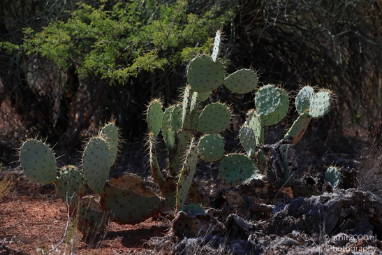 Desert_Cactus_in_Red_Rock_State_Park_Sedona_Arizona_USA_Western_USA_Nature_Photography_Canon_EOS_R5_Mark_II_2025_002.JPG