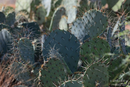 Desert_Cactus_in_Red_Rock_State_Park_Sedona_Arizona_USA_Western_USA_Nature_Photography_Canon_EOS_R5_Mark_II_2025_003.JPG