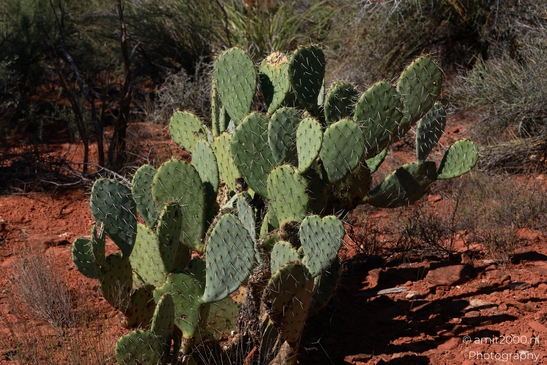 Desert_Cactus_in_Red_Rock_State_Park_Sedona_Arizona_USA_Western_USA_Nature_Photography_Canon_EOS_R5_Mark_II_2025_004.JPG