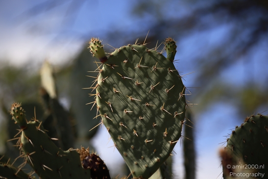 Desert_Cactus_in_Red_Rock_State_Park_Sedona_Arizona_USA_Western_USA_Nature_Photography_Canon_EOS_R5_Mark_II_2025_005.JPG