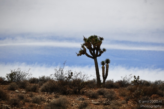 Desert_Landscape_Between_Utah_To_Nevada_Nevada_USA_Western_USA_Nature_Photography_Canon_EOS_R5_Mark_II_2025_015.JPG