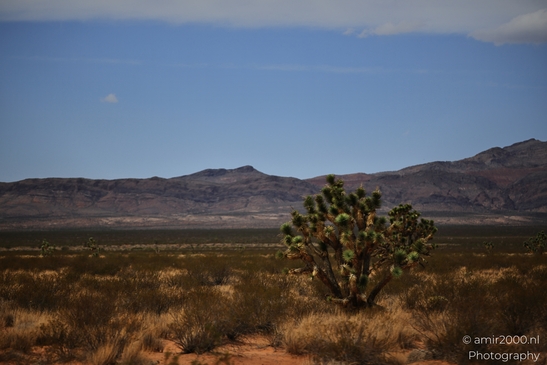 Desert_Landscape_On_The_Way_Nevada_USA_Western_USA_Nature_Photography_Canon_EOS_R5_Mark_II_2025_008.JPG