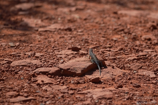 Desert_Lizard_Red_Rock_State_Park_Animal_Photography_Western_USA_Nature_Photography_Canon_EOS_R5_Mark_II_2025_001.JPG