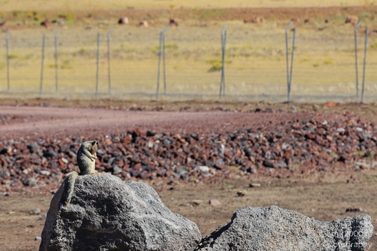 Desert_Rock_With_Squirrel_Bearizona_Wildlife_Park_Arizona_Animal_Photography_Western_Usa_Nature_Photography_Canon_EOS_R5_Mark_II_2025_002.JPG