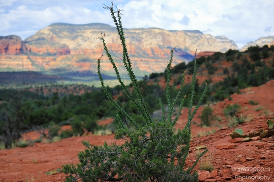 Desert_Shrub_Scene_Sedona_Arizona_USA_Western_USA_Nature_Photography_Canon_EOS_R5_Mark_II_2025_001.JPG