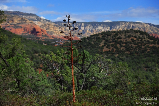 Devils_Bridge_Trailhead_Sedona_Arizona_USA_Western_USA_Nature_Photography_Canon_EOS_R5_Mark_II_2025_026.JPG