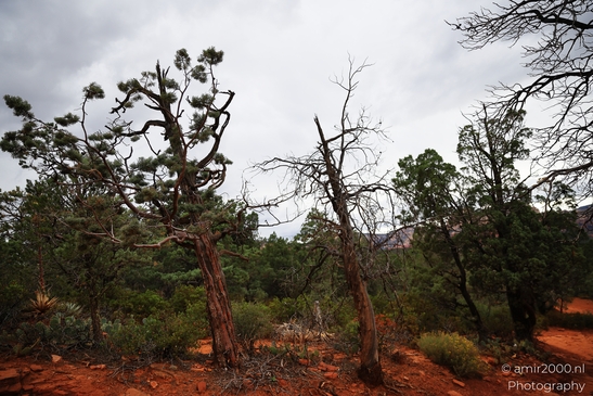 Devils_Bridge_Trailhead_Sedona_Arizona_USA_Western_USA_Nature_Photography_Canon_EOS_R5_Mark_II_2025_051.JPG