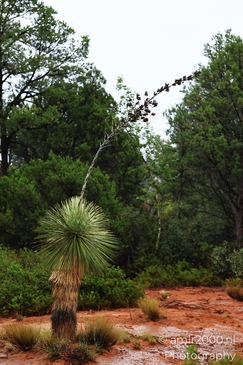 Devils_Bridge_Trailhead_Sedona_Arizona_USA_Western_USA_Nature_Photography_Canon_EOS_R5_Mark_II_2025_067.JPG