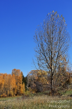 Eagle_River_Nature_Preserve_During_Autumn_Colorado_USA_Western_USA_Nature_Photography_Canon_EOS_R5_Mark_II_2025_002.JPG