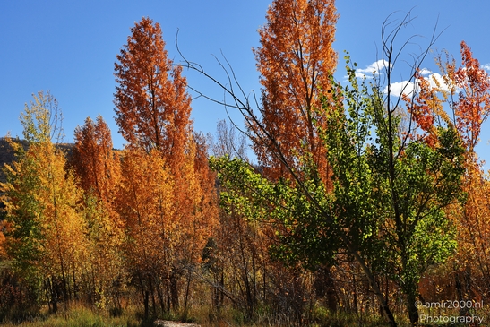 Eagle_River_Nature_Preserve_During_Autumn_Colorado_USA_Western_USA_Nature_Photography_Canon_EOS_R5_Mark_II_2025_009.JPG
