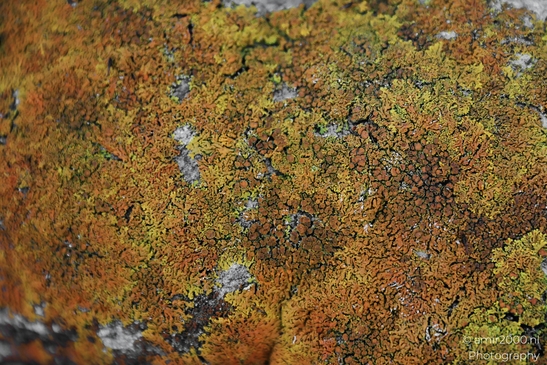A textured close-up image showcasing bright orange and green lichens on a stone. image from year 2025 #12