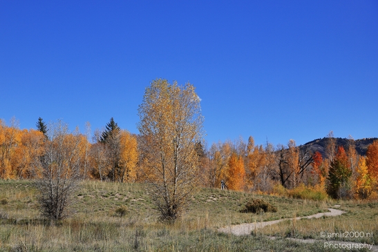 Deciduous trees displaying fall colors near Eagle River Nature Preserve. image from year 2025 #15