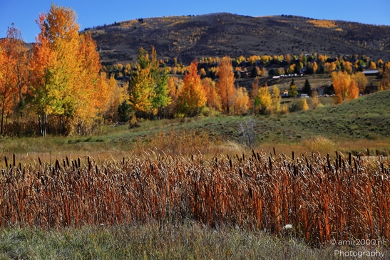Autumn foliage featuring orange and yellow hues on tall trees near dried reeds, Eagle River Nature image from year 2025 #17