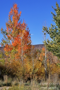Trees with vibrant orange and yellow leaves against a clear blue sky. image from year 2025 #22