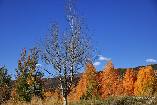 Vibrant fall colors and blue sky background with evergreen trees. image from year 2025 #23