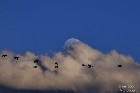 Flock_Of_Birds_Flying_In_A_V_Formation_Against_The_Moon_Birds_Photography_Western_USA_Nature_Photography_Canon_EOS_R5_Mark_II_2025_001.JPG