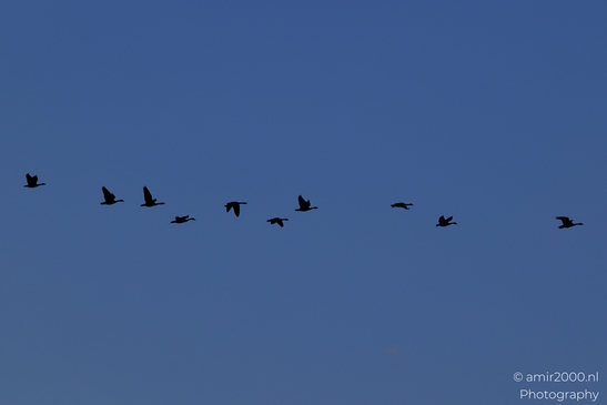 Flock_Of_Birds_Flying_In_A_V_Formation_Against_The_Moon_Birds_Photography_Western_USA_Nature_Photography_Canon_EOS_R5_Mark_II_2025_003.JPG