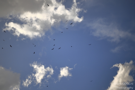 Flock_of_Turkey_Vulture_Birds_Photography_Western_USA_Nature_Photography_Canon_EOS_R5_Mark_II_2025_002.JPG