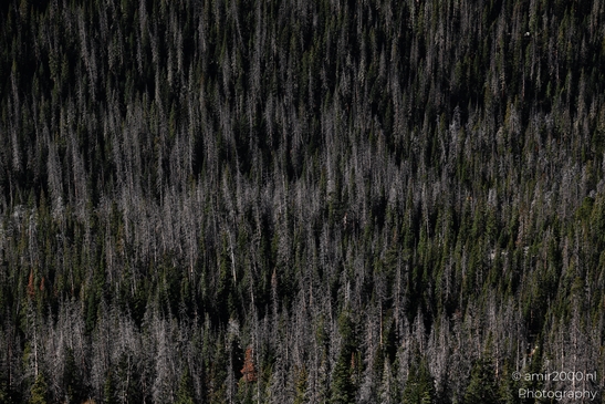 Forest_Canyon_Overlook_Rocky_Mountain_National_Park_Colorado_Western_USA_Nature_Photography_Canon_EOS_R5_Mark_II_2025_023.JPG