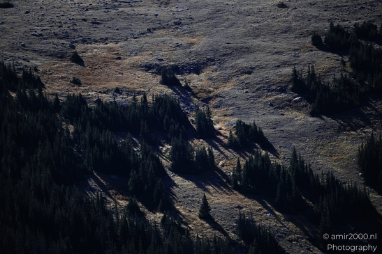 Forest_Canyon_Overlook_Rocky_Mountain_National_Park_Colorado_Western_USA_Nature_Photography_Canon_EOS_R5_Mark_II_2025_041.JPG