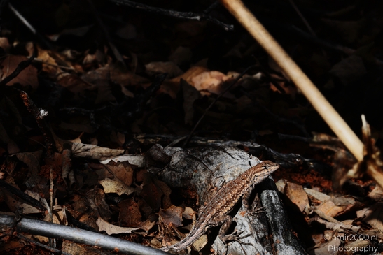 Gecko_Lizard_in_Snow_Canyon_State_Park_Animal_Photography_Western_USA_Nature_Photography_Canon_EOS_R5_Mark_II_2025_001.JPG