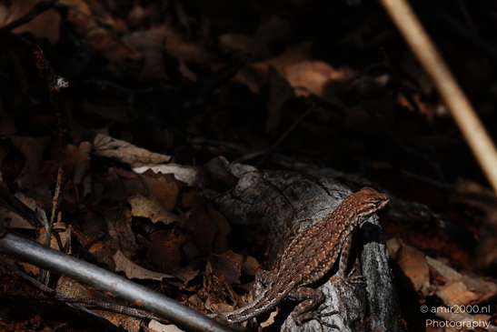 Gecko_Lizard_in_Snow_Canyon_State_Park_Animal_Photography_Western_USA_Nature_Photography_Canon_EOS_R5_Mark_II_2025_002.JPG