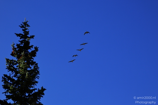 Geese_Flying_In_Formation_Maroon_Bells_Aspen_Colorado_Birds_Photography_Western_USA_Nature_Photography_Canon_EOS_R5_Mark_II_2025_001.JPG