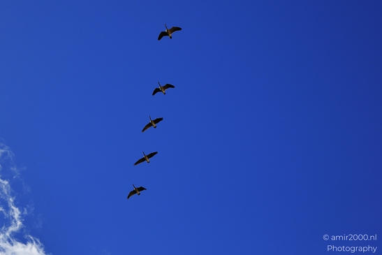 Geese_Flying_In_Formation_Maroon_Bells_Aspen_Colorado_Birds_Photography_Western_USA_Nature_Photography_Canon_EOS_R5_Mark_II_2025_002.JPG