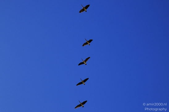 Geese_Flying_In_Formation_Maroon_Bells_Aspen_Colorado_Birds_Photography_Western_USA_Nature_Photography_Canon_EOS_R5_Mark_II_2025_003.JPG